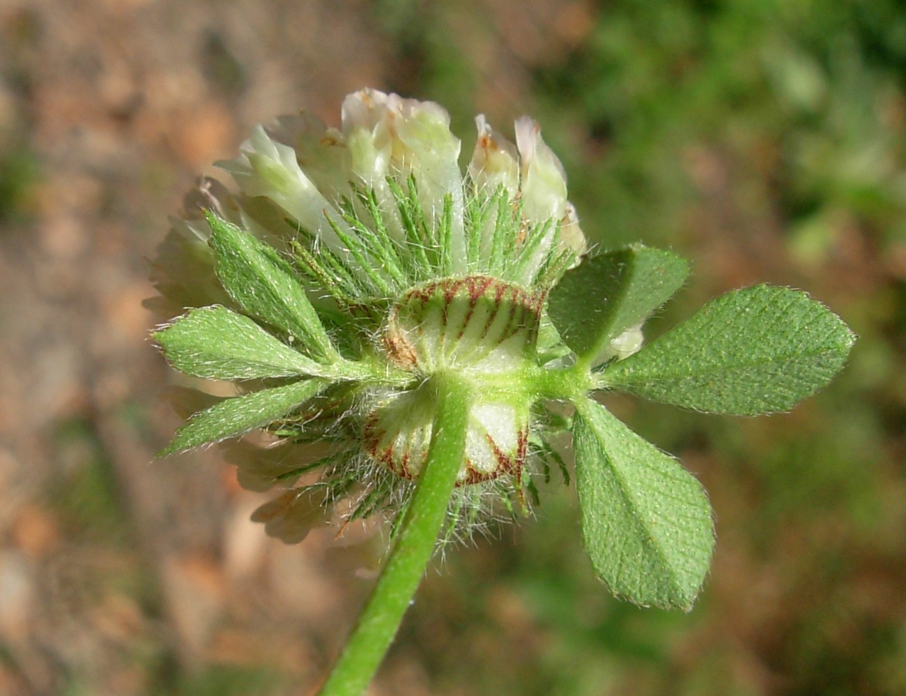 Trifolium pallidum Waldst. & Kit. / Trifoglio pallido